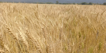 Argentina’s Wheat Boom: Record Potential Amidst Unprecedented Hydrological Extremes