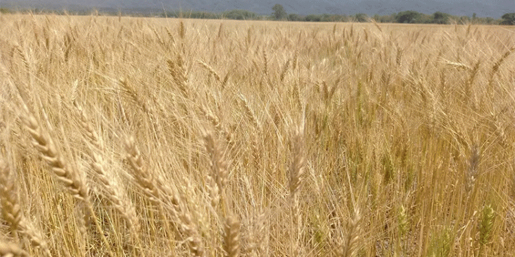 Argentina’s Wheat Boom: Record Potential Amidst Unprecedented Hydrological Extremes
