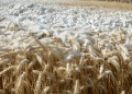 Snowbound Harvest: Crisis or Manageable Delay for Kazakhstan’s Wheat?