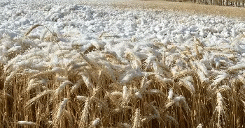 Snowbound Harvest: Crisis or Manageable Delay for Kazakhstan’s Wheat?