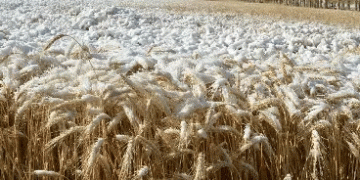 Snowbound Harvest: Crisis or Manageable Delay for Kazakhstan’s Wheat?