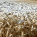 Snowbound Harvest: Crisis or Manageable Delay for Kazakhstan’s Wheat?