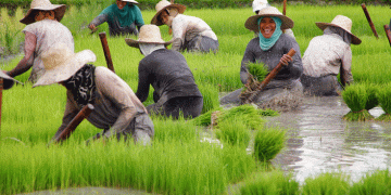 From Paddy to Plate: How Biofortified Rice is Combatting Hidden Hunger in the Philippines