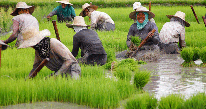 From Paddy to Plate: How Biofortified Rice is Combatting Hidden Hunger in the Philippines