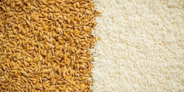 From Grain to Gourmet: How Goseong County is Cultivating Culinary Demand for Local Rice and Wheat