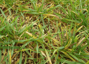 Beyond the Insecticide Sprayer: A Data-Driven Guide to Varietal Defense Against JNO and Wheat Dwarf Virus