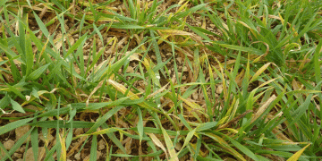 Beyond the Insecticide Sprayer: A Data-Driven Guide to Varietal Defense Against JNO and Wheat Dwarf Virus