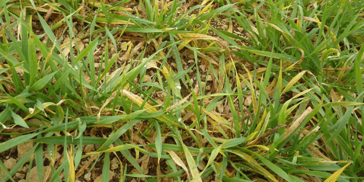 Beyond the Insecticide Sprayer: A Data-Driven Guide to Varietal Defense Against JNO and Wheat Dwarf Virus