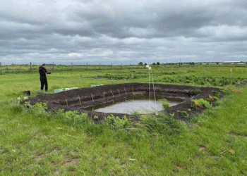 Rewetting the Fens: Can Rice and Paludiculture Secure a Future for Peatland Farming?