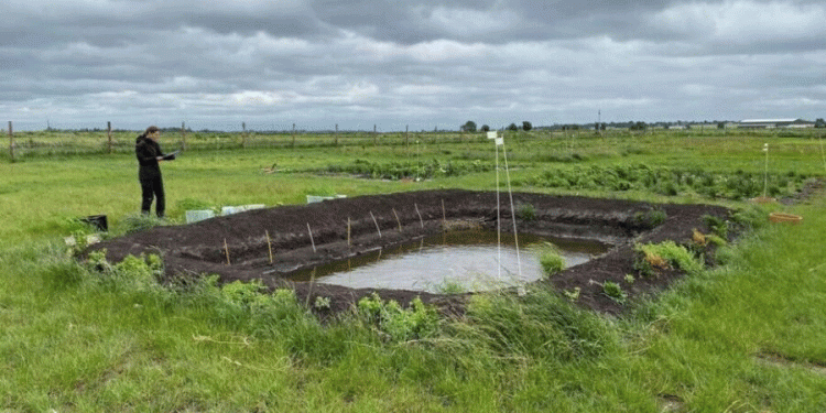 Rewetting the Fens: Can Rice and Paludiculture Secure a Future for Peatland Farming?