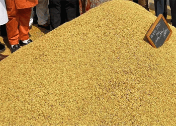 The Himalayan Imbalance: Uttarakhand’s Rice Surplus and Wheat Deficit Expose Systemic Crop Policy Challenges