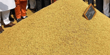 The Himalayan Imbalance: Uttarakhand’s Rice Surplus and Wheat Deficit Expose Systemic Crop Policy Challenges