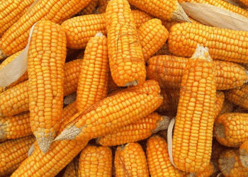 U.S. Grains in the Global Arena: Decoding the Surge, the Slump, and the Shifting Trade Winds