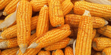 U.S. Grains in the Global Arena: Decoding the Surge, the Slump, and the Shifting Trade Winds