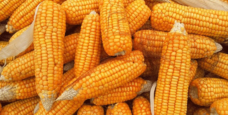 U.S. Grains in the Global Arena: Decoding the Surge, the Slump, and the Shifting Trade Winds