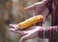 The Kansas Corn Conundrum: Economic Engine or Aquifer’s Demise?