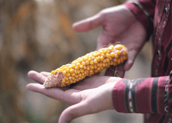 The Kansas Corn Conundrum: Economic Engine or Aquifer’s Demise?