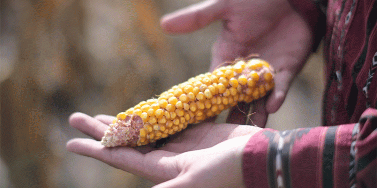 The Kansas Corn Conundrum: Economic Engine or Aquifer’s Demise?