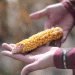 The Kansas Corn Conundrum: Economic Engine or Aquifer’s Demise?