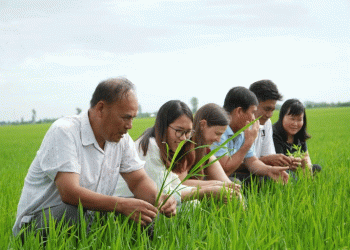 The New Rice Revolution: How Public-Private Partnerships are Building a Sustainable Future