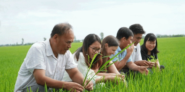 The New Rice Revolution: How Public-Private Partnerships are Building a Sustainable Future