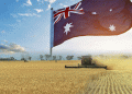 Australia’s Wheat Promise Falters: Drought Threatens a Record Harvest and Global Supply