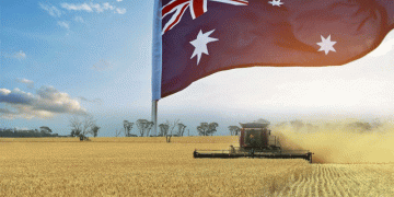 Australia’s Wheat Promise Falters: Drought Threatens a Record Harvest and Global Supply