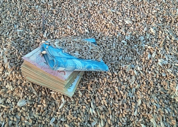 The Quality Premium: How a Deficit of High-Grade Wheat is Reshaping Kazakhstan’s Grain Market