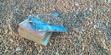 The Quality Premium: How a Deficit of High-Grade Wheat is Reshaping Kazakhstan’s Grain Market