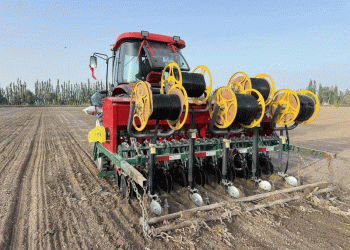 From Seed to Satellite: How Bachu County is Mastering the Science of Winter Wheat