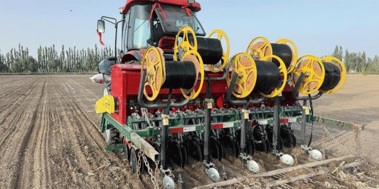 From Seed to Satellite: How Bachu County is Mastering the Science of Winter Wheat