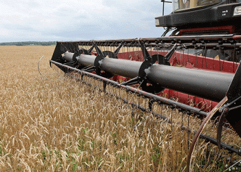 Belarus Nears 9.4 Million Tonne Harvest: A Data-Driven Look at a Diversifying Agrarian Power