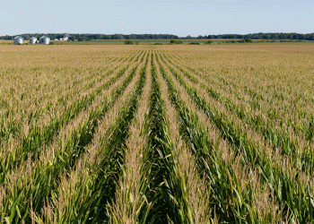 The Short-Stature Revolution: How Compact Corn is Reshaping the Future of Row Crops