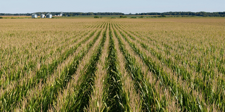 The Short-Stature Revolution: How Compact Corn is Reshaping the Future of Row Crops