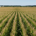 The Short-Stature Revolution: How Compact Corn is Reshaping the Future of Row Crops