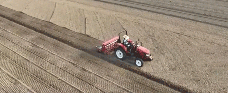 The Late-Sown Wheat Challenge: Maximizing the “Pre-Winter Golden Period” for a Successful Harvest