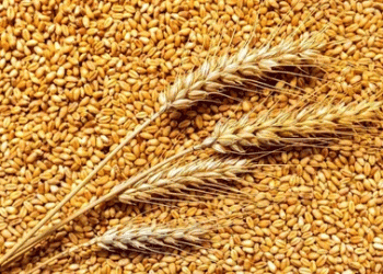 Decoding a 195% Yield Increase: The Promise and Questions of Revolutionary Wheat Cultivation