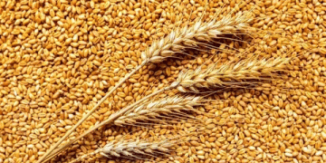 Decoding a 195% Yield Increase: The Promise and Questions of Revolutionary Wheat Cultivation