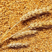 Decoding a 195% Yield Increase: The Promise and Questions of Revolutionary Wheat Cultivation