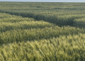 Breeding for Resilience: How EkoNiva’s Wheat Program is Securing Russia’s Breadbasket