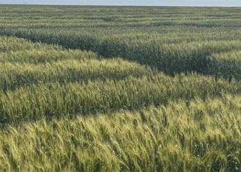 Breeding for Resilience: How EkoNiva’s Wheat Program is Securing Russia’s Breadbasket