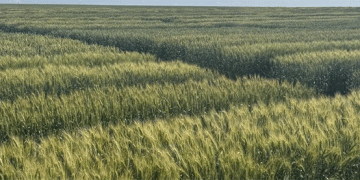 Breeding for Resilience: How EkoNiva’s Wheat Program is Securing Russia’s Breadbasket