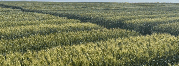 Breeding for Resilience: How EkoNiva’s Wheat Program is Securing Russia’s Breadbasket