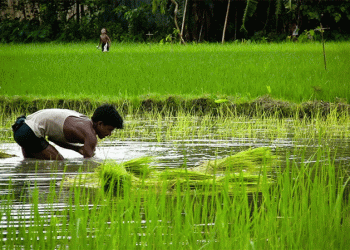 A Tale of Two Harvests: Climate Change Creates New Frontiers While Threatening the World’s Rice Bowl