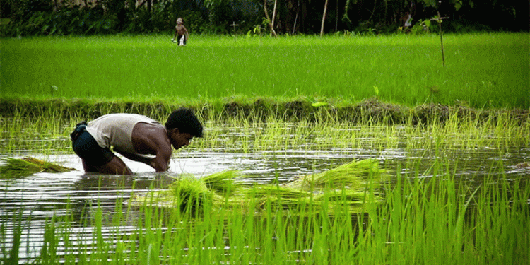 A Tale of Two Harvests: Climate Change Creates New Frontiers While Threatening the World’s Rice Bowl