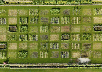 Beyond the Paddy Joke: UK’s First Rice Crop Signals a Climate-Driven Agricultural Shift