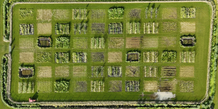 Beyond the Paddy Joke: UK’s First Rice Crop Signals a Climate-Driven Agricultural Shift