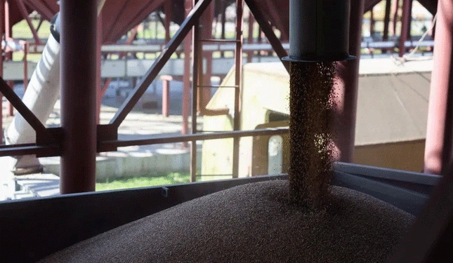 The Siberian Grain Paradox: Record Harvests, Collapsed Prices, and a Looming Crisis