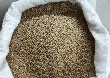 The New Breadbasket: How Russia Cemented its Dominance in the Turkish Grain Market