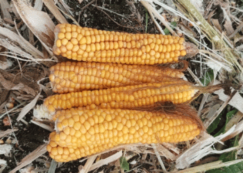 Pioneering Grain Corn in Kuzhenersky: A Case Study in Regional Diversification and Risk Management